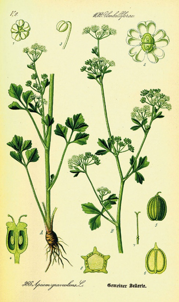 香精与香料(133)—旱芹(Apium graveolens)