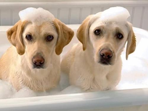 宠物洗澡用的香波中的香精是不是越多越好？