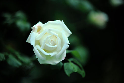 白玫瑰香精