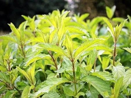 香精与香料(7)