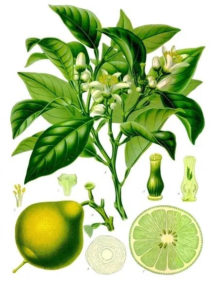 香精与香料(13)-果香,酒香