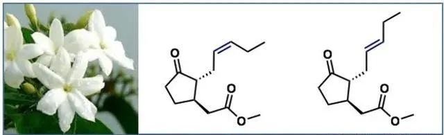香精与香料(17)-香型与分子结构特征的关系
