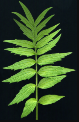 香精与香料(44)—缬草醛与缬草(又名甘松)