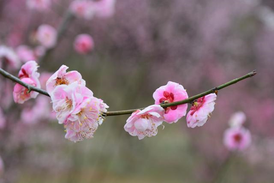 香精与香料(74)—梅花香