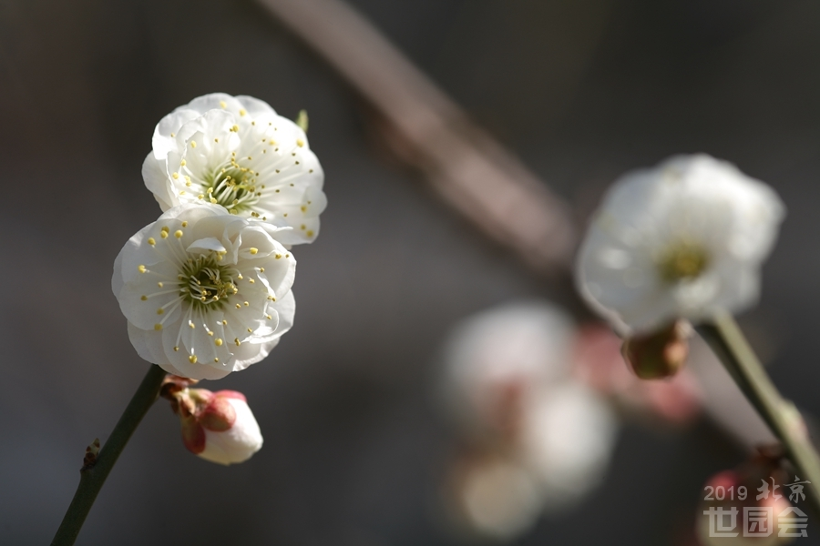 香精与香料(74)—梅花香