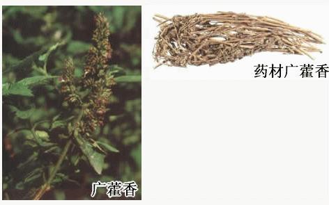 香精与香料(76)—广藿香