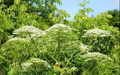 香精与香料(78)—香白芷