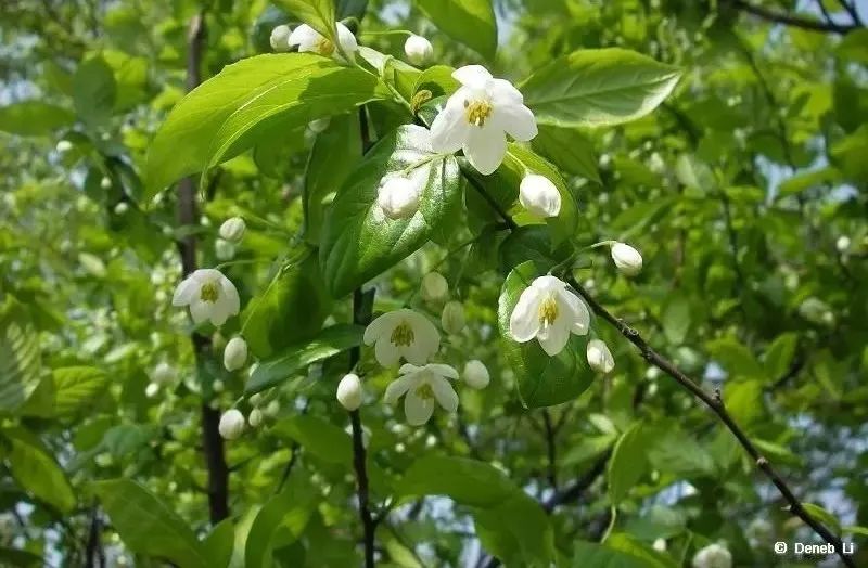 香精与香料(81)—安息香