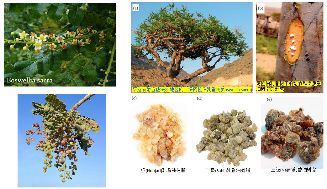 香精与香料(83)—乳香(Frankincense)