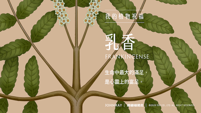 香精与香料(83)—乳香(Frankincense)