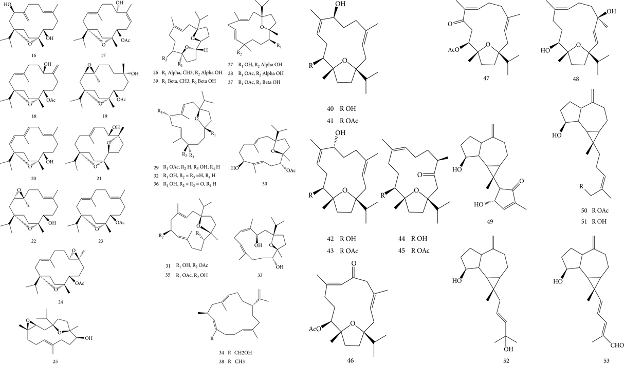 香精与香料(83)—乳香(Frankincense)