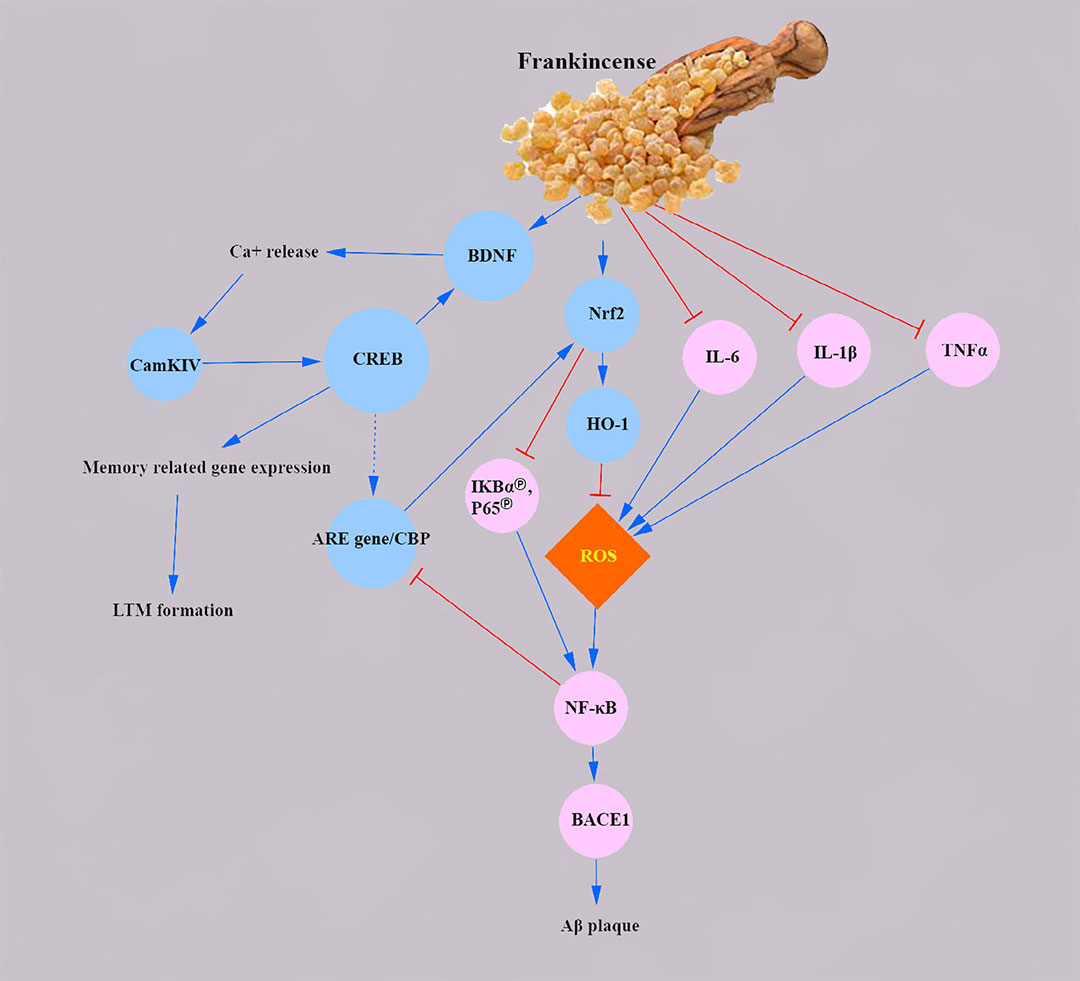 香精与香料(83)—乳香(Frankincense)