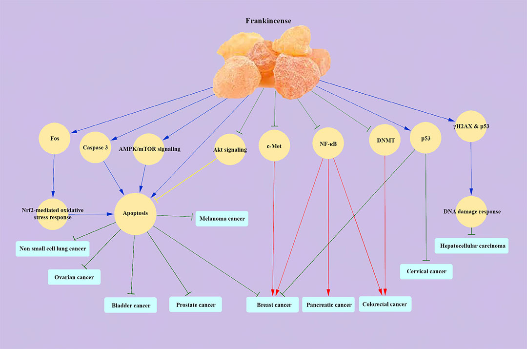 香精与香料(83)—乳香(Frankincense)