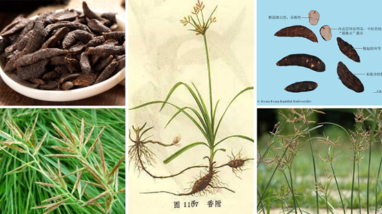 香精与香料(86)—香附(Rhizoma Cyperi)