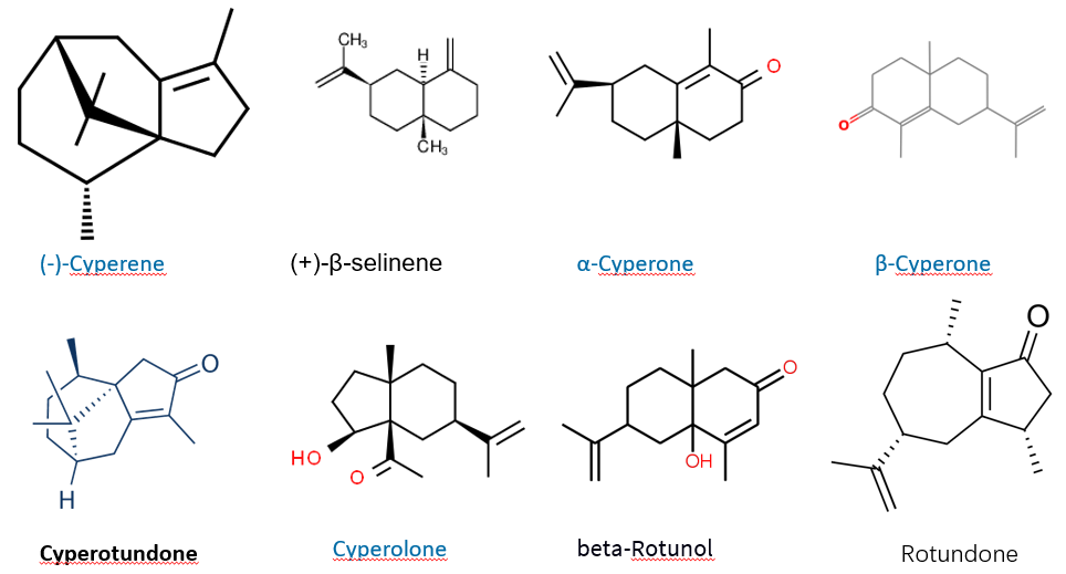 香精与香料(86)—香附(Rhizoma Cyperi)