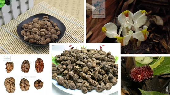 香精与香料(88)—砂仁