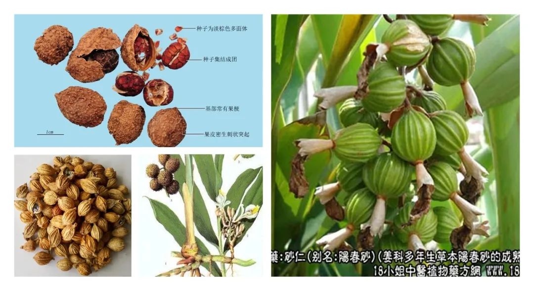 香精与香料(88)—砂仁