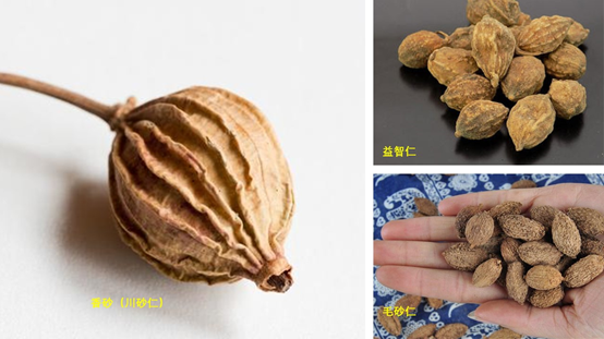 香精与香料(88)—砂仁