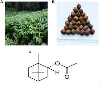 香精与香料(88)—砂仁