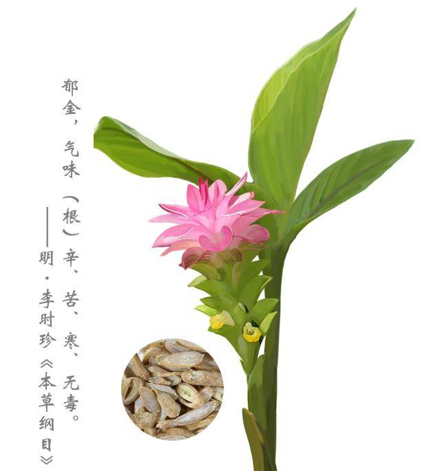香精与香料(97)—郁金
