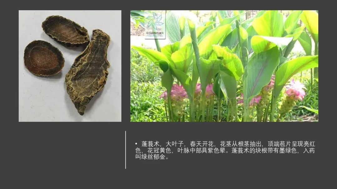 香精与香料(97)—郁金