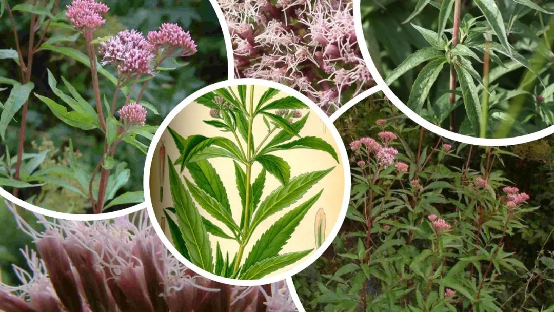 香精与香料(99)—佩兰(Eupatorium fortunei )