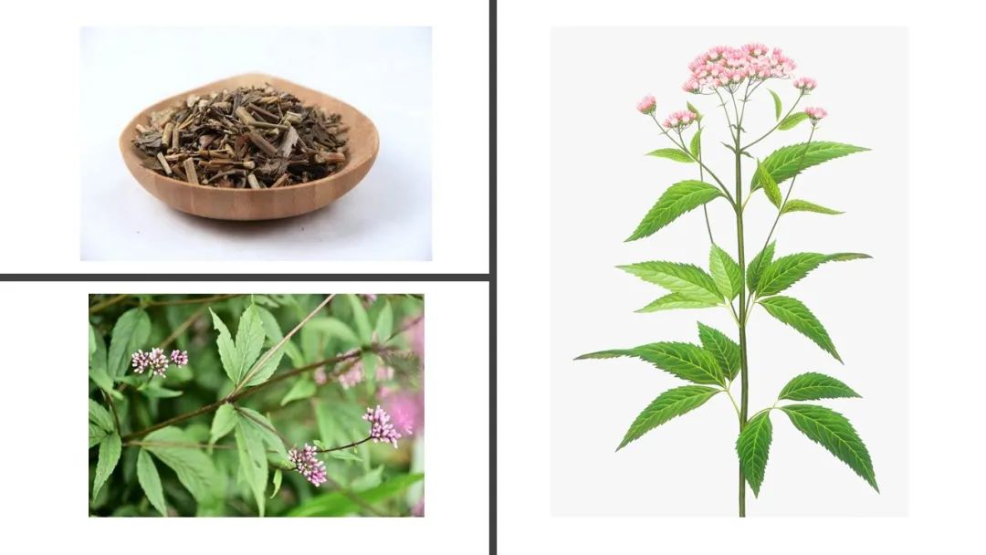 香精与香料(99)—佩兰(Eupatorium fortunei )