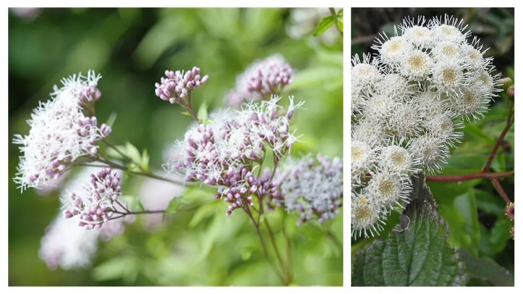 香精与香料(99)—佩兰(Eupatorium fortunei )