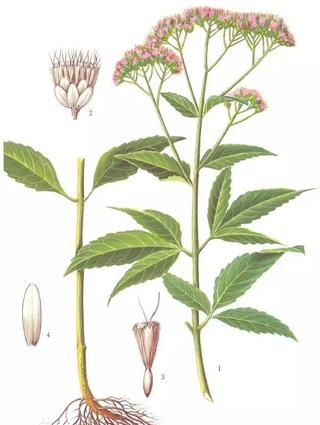 香精与香料(99)—佩兰(Eupatorium fortunei )