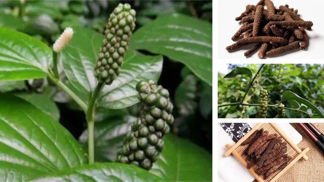香精与香料(102)-荜茇