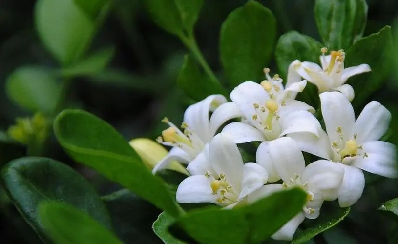 中国9种香的花：一种会为你引路，一种提炼的香精比黄金还贵！