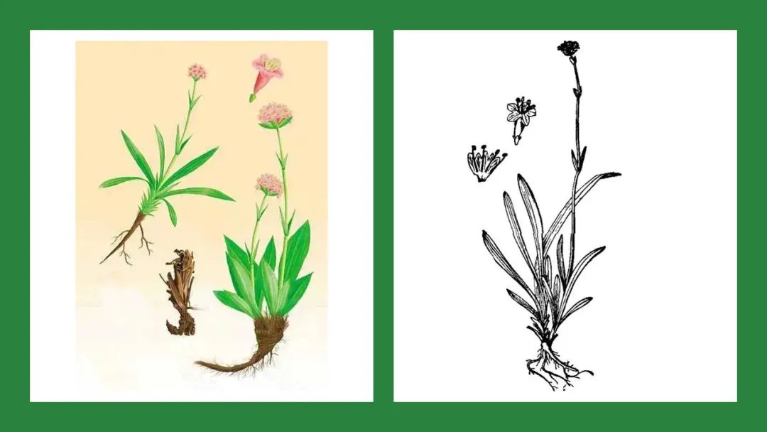 香精与香料(104)—甘松