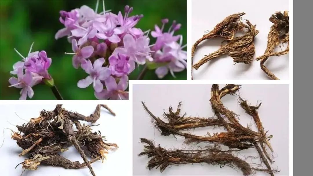 香精与香料(104)—甘松