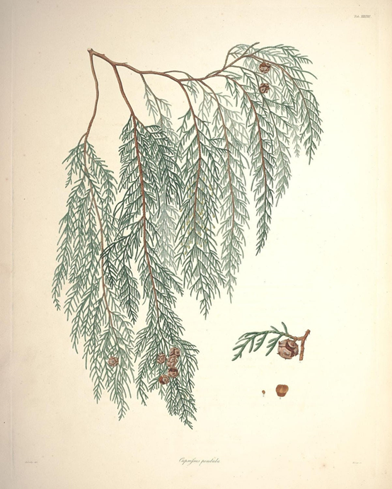 香精与香料(106)—柏木