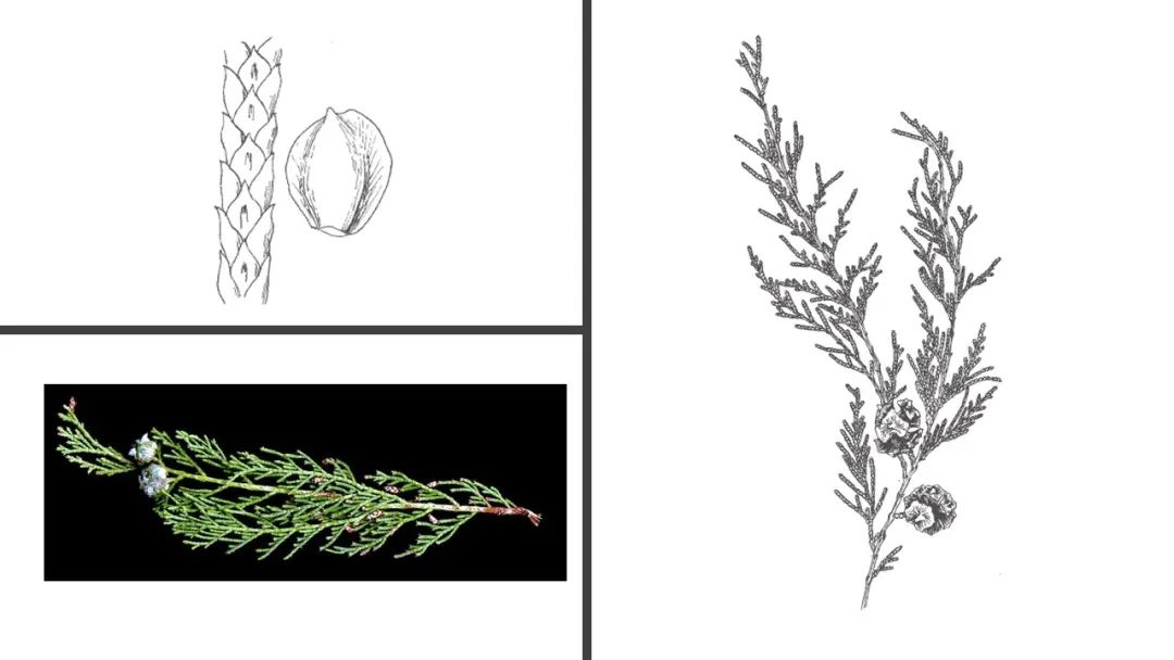 香精与香料(106)—柏木