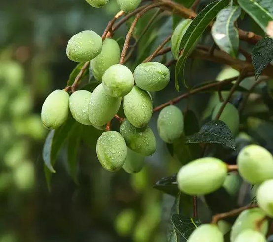 香精与香料(107)—詹糖香
