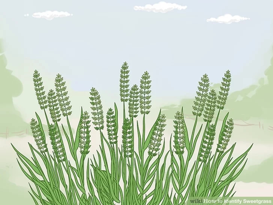 香精与香料(110)—茅香