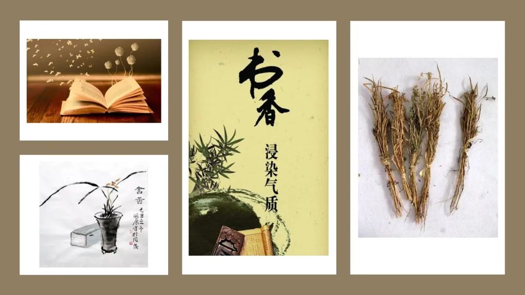 香精与香料(111)—芸香