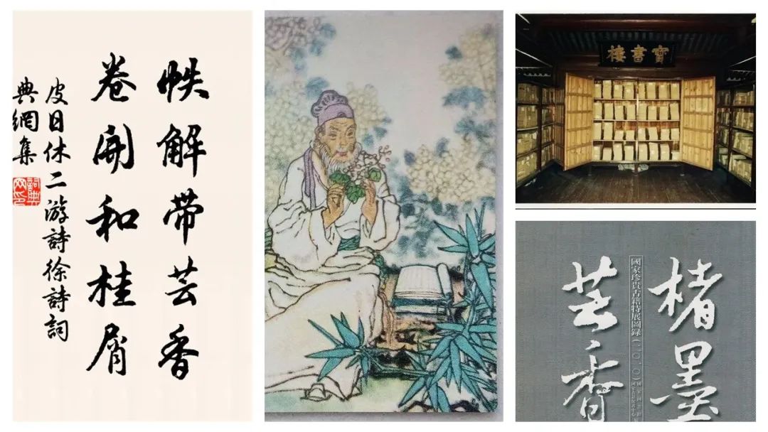 香精与香料(111)—芸香