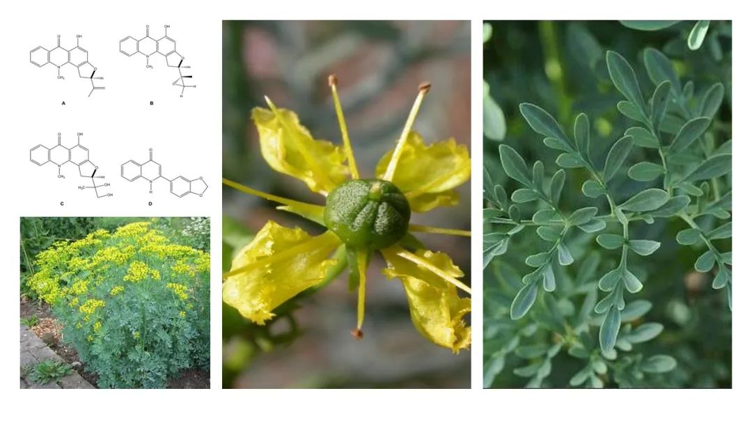 香精与香料(111)—芸香