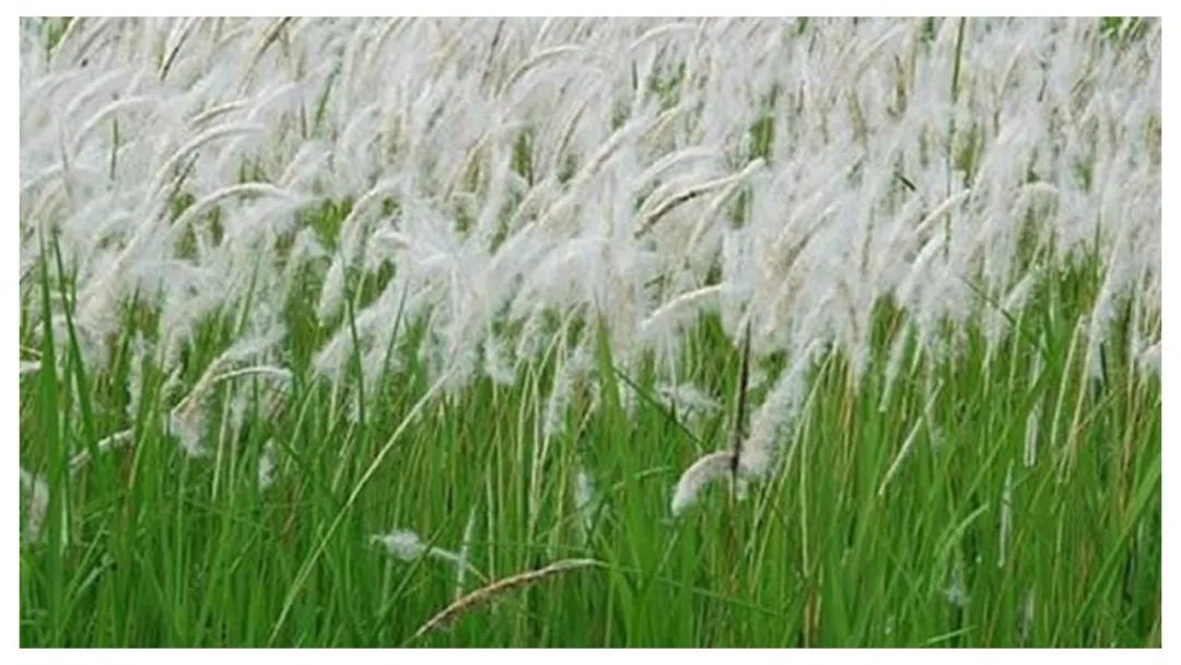 香精与香料(113)—白茅香