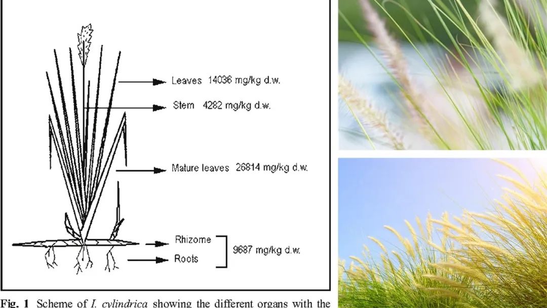 香精与香料(113)—白茅香