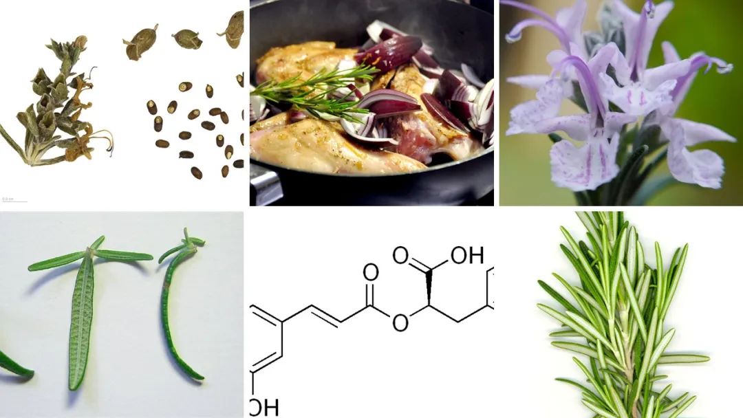 香精与香料(115)—迷迭香