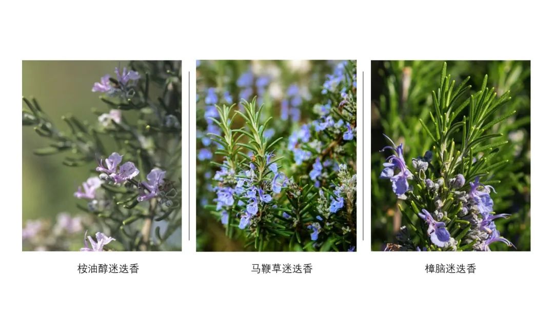 香精与香料(115)—迷迭香