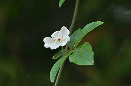 香精与香料(116)—荼蘼香