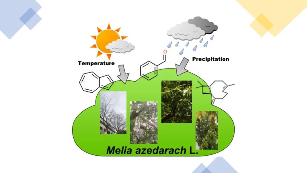 香精与香料(117)—苦楝花