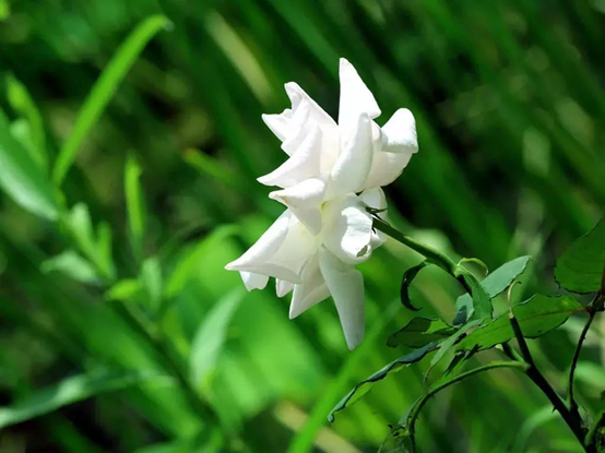 香精与香料—栀子花