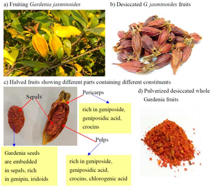 香精与香料—栀子花