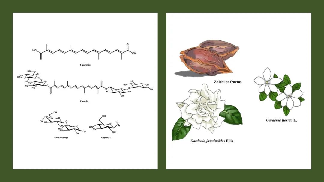 香精与香料—栀子花