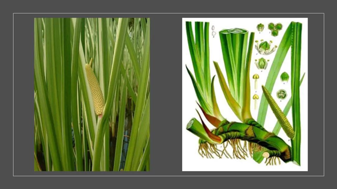 香精与香料(122)—菖蒲